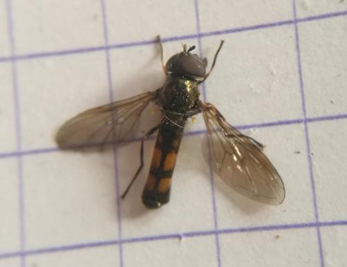 Melanostoma mellinum